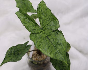 Alocasia Cristal Roto