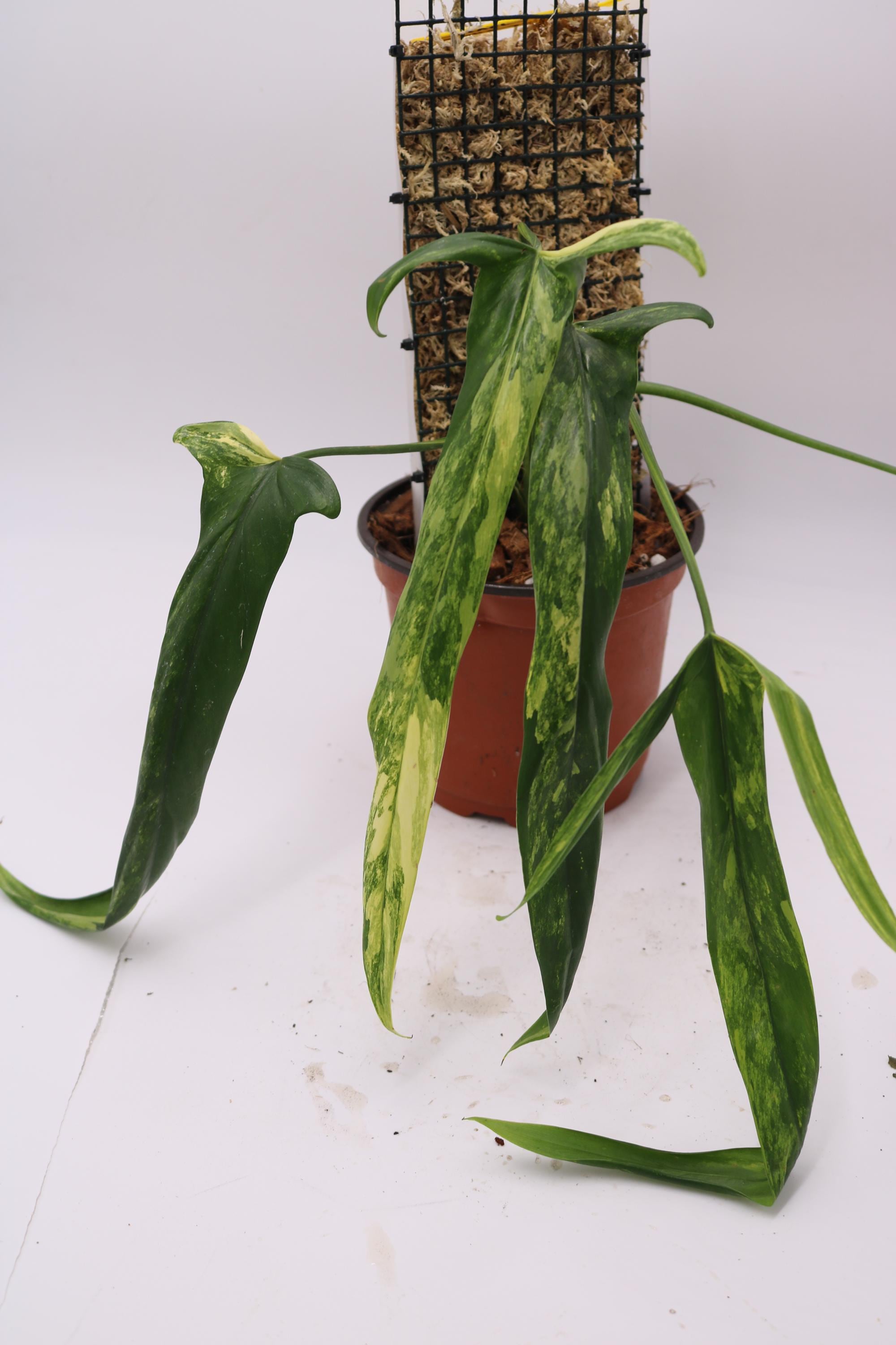 Philodendron Holtonianum Variegated - Etsy Canada