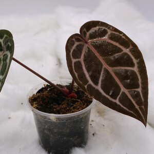 Puede incluir: Un letrero de madera r&uacute;stica con el texto "Welcome to our home" en letras blancas. El letrero presenta un acabado envejecido y un dise&ntilde;o sencillo y acogedor, ideal para un porche o entrada.