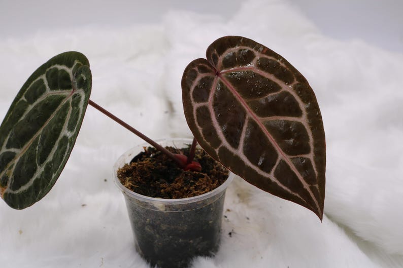 Puede incluir: Un letrero de madera r&uacute;stica con el texto "Welcome to our home" en letras blancas. El letrero presenta un acabado envejecido y un dise&ntilde;o sencillo y acogedor, ideal para un porche o entrada.