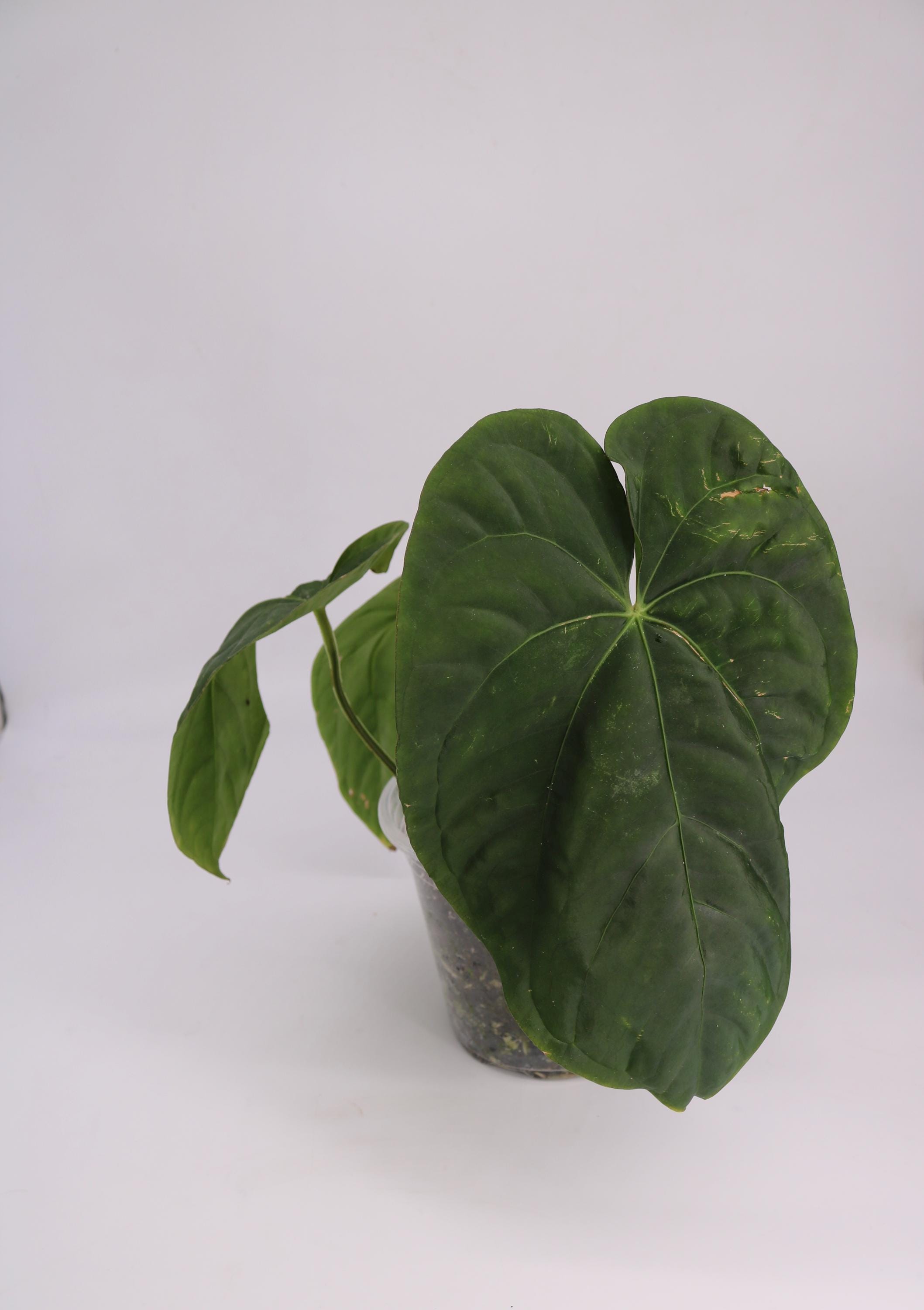 Anthurium Papi - Etsy Anthurium Papi - Etsy
