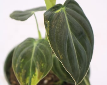 Philodendron Melano Variegado Melanochrysum Variegado albo