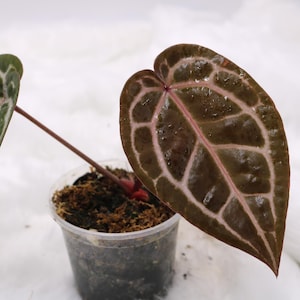 Anthurium Doc Block Michelle imagen 1