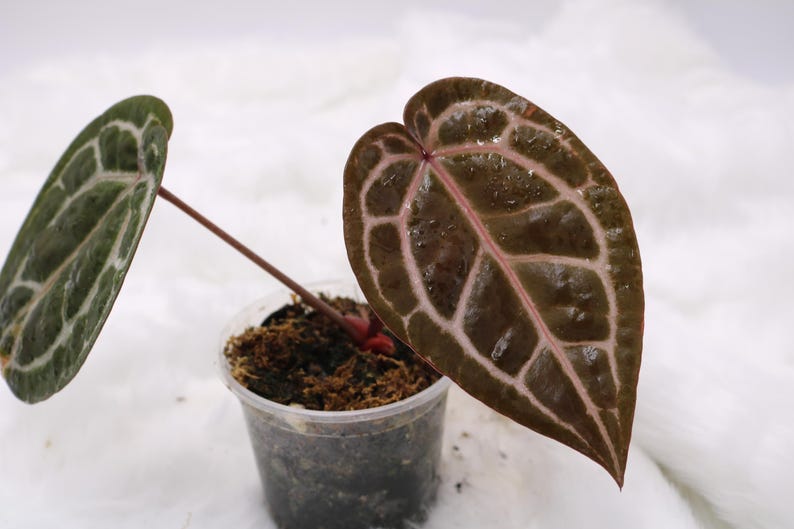 Anthurium Doc Block Michelle imagen 1