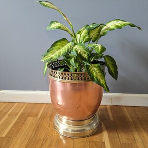 May include: A green leafy plant in a copper and brass planter with a decorative rim. The planter has a round base and sits on a wooden floor.