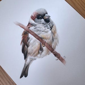 Watercolour Sparrow Original Painting