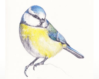 Blue Tit - A4 Digital Print from original pencil drawing - Garden Birds Series      | Fine Art Print | Illustration | Wall Art | Bird Print