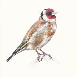 Goldfinch A4 Digital Print from original pencil drawing Garden Birds Series Fine Art Print Illustration Wall Art Bird Print image 3