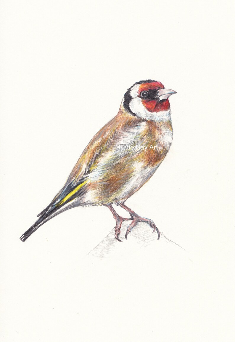 Goldfinch A4 Digital Print from original pencil drawing Garden Birds Series Fine Art Print Illustration Wall Art Bird Print image 3