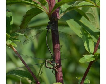 Yoga temprano en la mañana (sin texto)