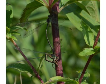 Yoga matutino (con encabezado y pie de página)