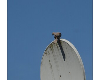 ¿Perdón? ¿Su disco? (con encabezado y pie de página)