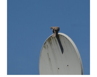 ¿Perdón? ¿Su disco? (sin encabezado ni pie de página)