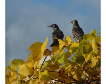 Emocionante (con encabezado y pie de página)