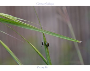 Pasando por (con encabezado y pie de página)