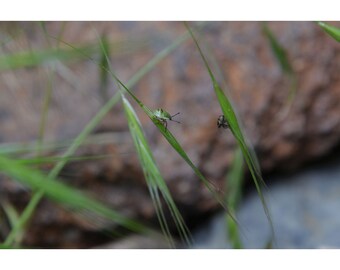 Dos tallos separados (sin encabezado ni pie de página)
