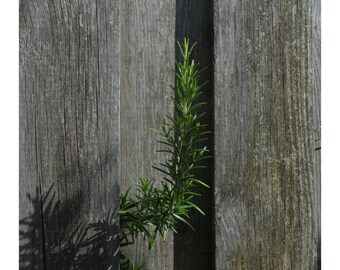 Libertad al fin (con encabezado y pie de página)