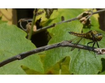 El ojo de la Libélula (sin encabezado ni pie de página)