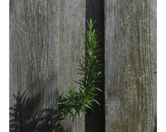 Libertad al fin (sin encabezado ni pie de página)