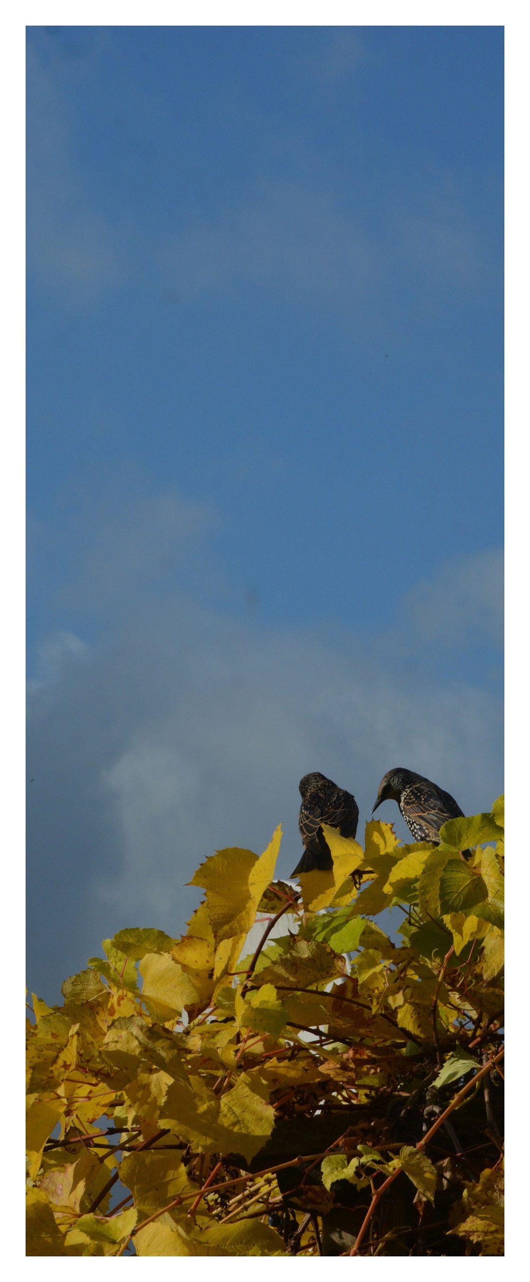 I Am Sorry (without Header and Footer) - Etsy