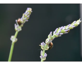 Insectos de lavanda (sin encabezado ni pie de página)