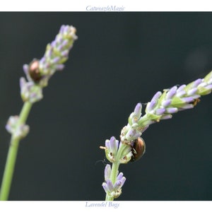 Lavendel Bugs (with header and footer)
