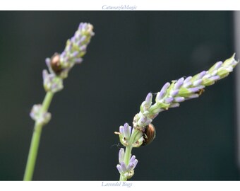 Insectos de lavanda (con encabezado y pie de página)