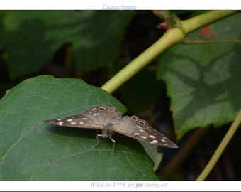 ¿Qué carajo estás mirando? (con encabezado y pie de página)