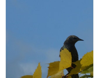 Estornino ocupando su entorno