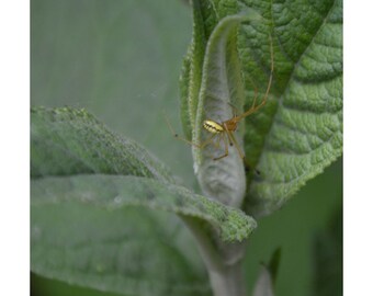 Lethal Grace (con encabezado y pie de página)