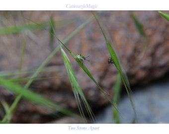 Dos tallos separados (con encabezado y pie de página)