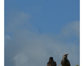 Ay gato.......... (con encabezado y pie de página)