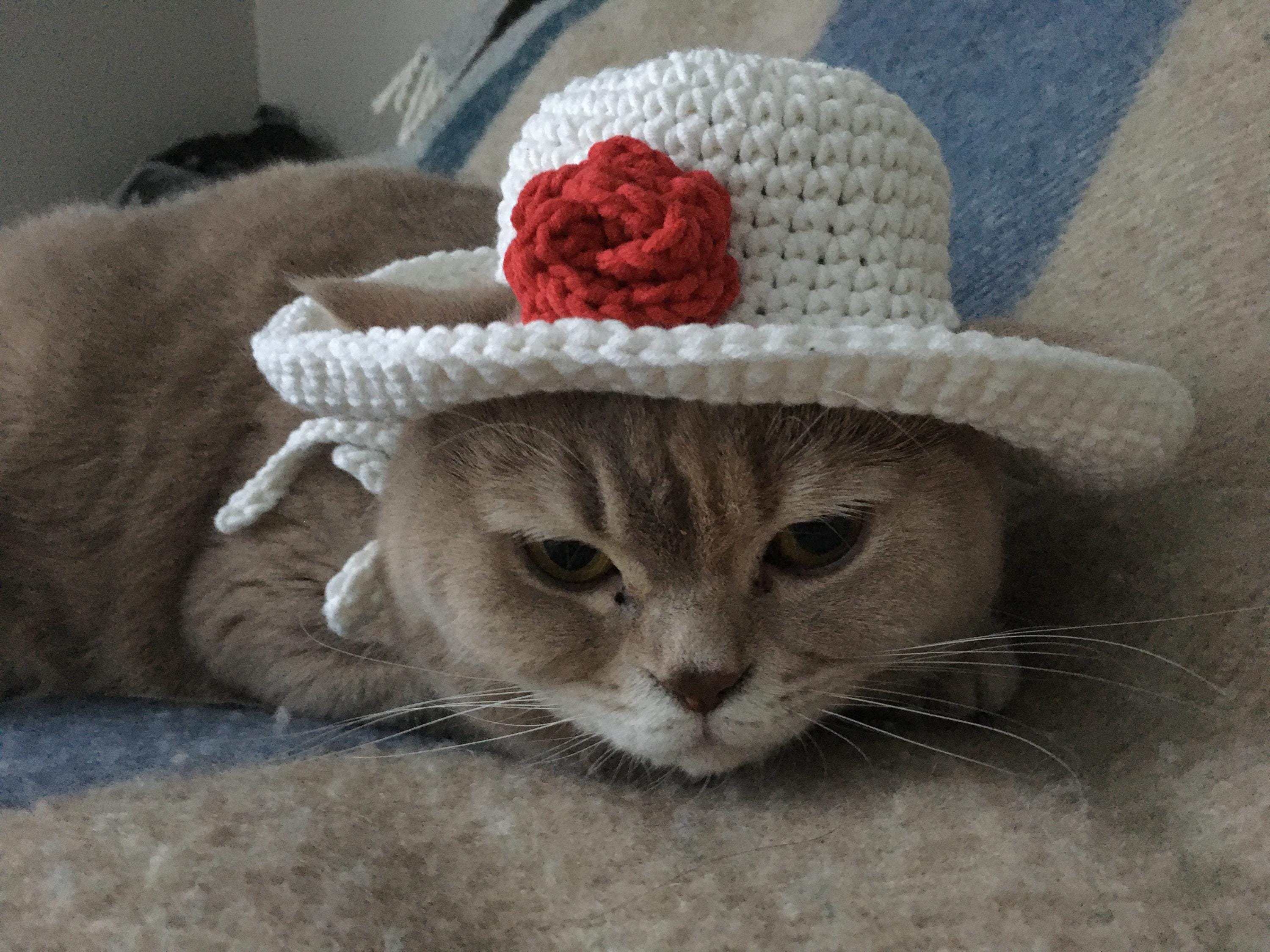 36 Cat Hat Crochet Patterns for Cozy, Costume, and Playful Crochet Projects 13 Crochet Cat Hat Pattern: Easy Pet Top Hat with Video (