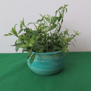May include: A turquoise ceramic bowl filled with green leafy plants. The bowl has a rounded shape with a slightly uneven rim. The plants have long, slender leaves and are arranged to spill over the edge of the bowl.