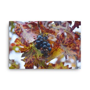 May include: A cluster of dark blue grapes hangs from a vine with vibrant red and yellow leaves. The leaves have a mottled pattern, creating a beautiful autumnal scene.