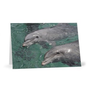 Dolphins in Eilat Greeting Cards (7 pcs)