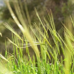 Grass Field Digital Photo