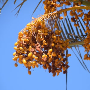 Dates in Israel Digital Photo
