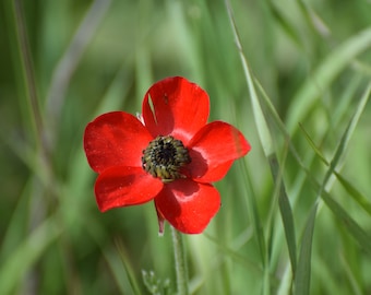 Red Flower Digital Photo - Etsy Red Flower Digital Photo - Etsy