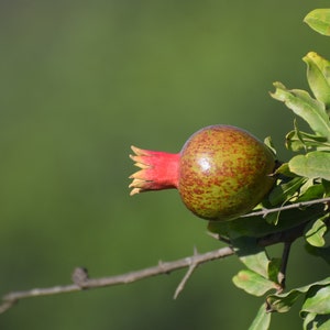 Pomegranate Digital Photo