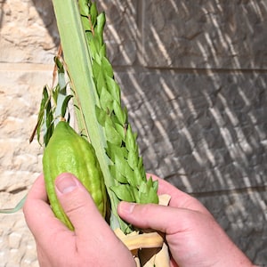 Puede incluir: Una persona sosteniendo un Lulav tradicional judío de Sucot, un manojo de palma, sauce, mirto y cidra, utilizado durante la festividad de Sucot.