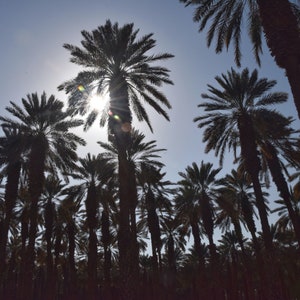 Palm trees in Israel digital photo