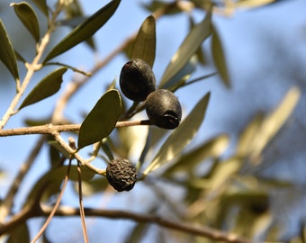 Olive Tree Digital Photo