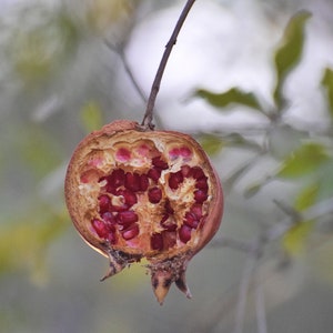 Pomegranate Seeds Digital Photo