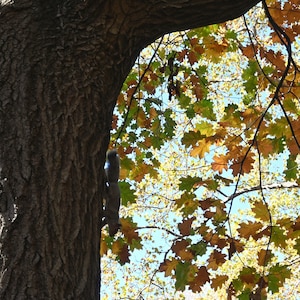 Squirrel and Fall Foliage in Central Park Digital Photo