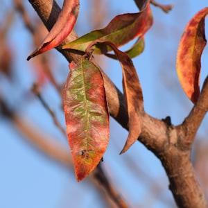 May include: Close-up of a tree branch with red, orange, and green leaves. The leaves are changing color for autumn.
