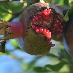 Split Pomegranate Digital Photo
