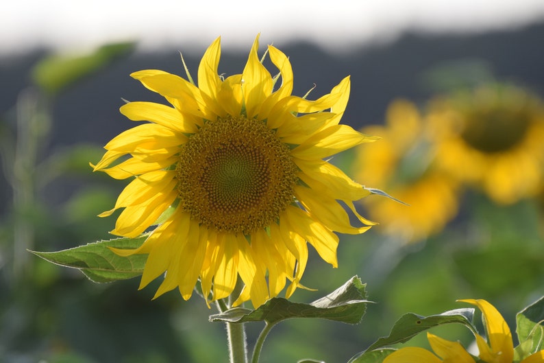 Sunflower Digital Photo