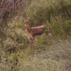 Gazelle in the Jerusalem forest Digital Photo