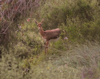 Gazelle in the Jerusalem forest Digital Photo